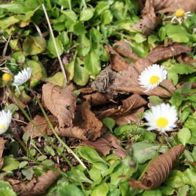 野の花