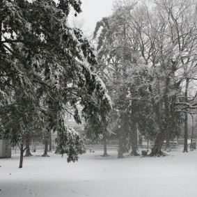 雪の公園