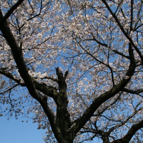 桜と青空